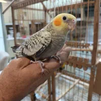 ۳ عدد عروس هلندی ۲ ماهه