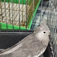 عروس هلندی|پرنده|شیراز, شهرک بهار|دیوار