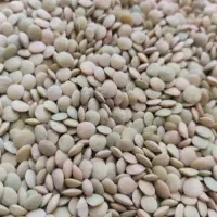 عدس تمیز