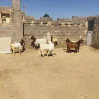 دوراس بزغاله نر درجه یک