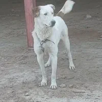 توله پژدر|سگ|قم, جاده معدن|دیوار