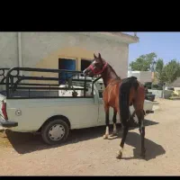 اسب|اسب و تجهیزات اسبسواری|زرین دشت (فارس), |دیوار