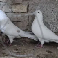 کفتر|پرنده|تبریز, |دیوار