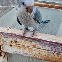 راهب ابی(کواکر)