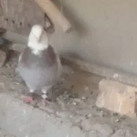 سلام یک جفت طوقی عروسک نر وماده پاک