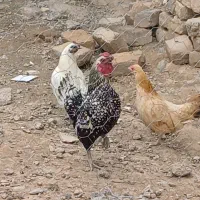 مرغ و خروس مینیاطوری اصیل