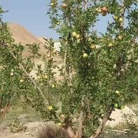 فروش باغ سیب