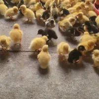 جوجه اردک . اردک اسراییلی|حیوانات مزرعه|اردکان, |دیوار