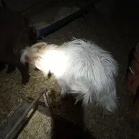 بزغاله نر|حیوانات مزرعه|قائن, |دیوار