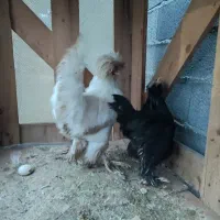 جفت سلطان فول تخمگذار