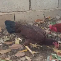 لاری فروش فوری