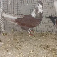 دوجفت دوکت سرو نک ریز کشیده بلند و یک جفت سرخ|پرنده|خمینیشهر, |دیوار