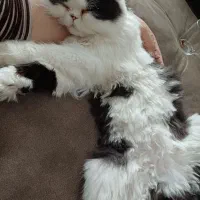 گربهی پرشین|گربه|سبزوار, عظیمیان|دیوار