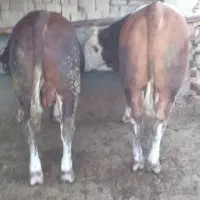 ۲راس سیمینتال چاق ۶۰۰کیلویی