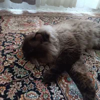 گربه نر نژادی هیمالیان دو ساله|گربه|مشهد, ابوذر|دیوار