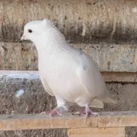 کبوتر پرشی|پرنده|ری, بیبی شهر بانو|دیوار