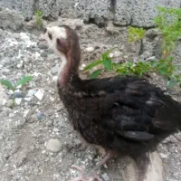 فروش بوقلمون دو ماهه سالم و سلامت