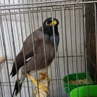 مرغ مینا سخنگو