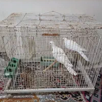 پرنده زینتی