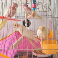 یک جفت عروس هلندی با یک جفت جوجه دون خشک خور