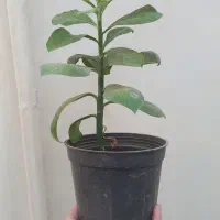 گیاه فردوس و آلوورا|گل و گیاه طبیعی|قم, ناصردیوان|دیوار