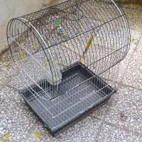 عروس هلندی نروماده|پرنده|قم, باغ اشرافی|دیوار