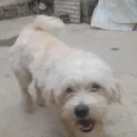 سگ شیترو