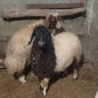 گوسفند(کاور)