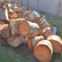 برشکاری وخریدن چوب|خدمات باغبانی و درختکاری|اهواز, پردیس|دیوار