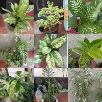 فروش انواع گل‌های آپارتمانی با بهترین کیفیت