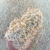 جوآبی