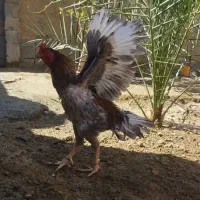 مرغ خروس فروشی|حیوانات مزرعه|سراوان, |دیوار
