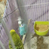 انواع پرنده عروس،کوتوله، مرغ عشق ، دستی و غیر دستی