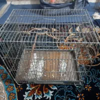 مرغ عشق مولد|پرنده|اندیمشک, |دیوار