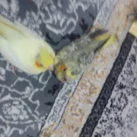 جوجه عروس هلندی۱ماه