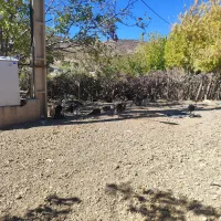 بوقلمون نورآباد|حیوانات مزرعه|نورآباد, |دیوار