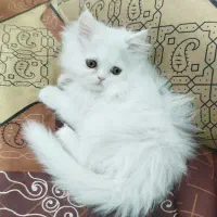 بچه گربه پرشین