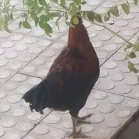 خروس