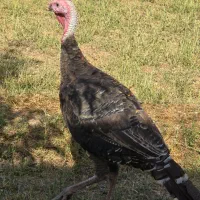 فروش بوقلمون و مرغ هر کدام ۱۰۰ عدد، تکی فروش داریم|حیوانات مزرعه|میاندوآب, |دیوار