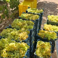 باغ انگور گردو بادام|فروش دفتر صنعتی، کشاورزی، تجاری|تهران, شهرک شریعتی|دیوار