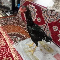 لاری اوشامو|حیوانات مزرعه|باسمنج, |دیوار