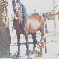 اسب نر|اسب و تجهیزات اسبسواری|سیلوانه, |دیوار