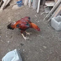 خروس لاری|حیوانات مزرعه|بناب, |دیوار