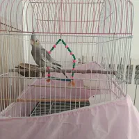 عروس هلندی با قفس