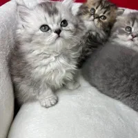 مجموعه پیشی های رادپت در غرب تهران