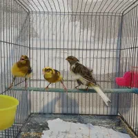 قناری ماده آماده کوزه کرده