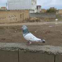 کبوتر|پرنده|کلاله, |دیوار