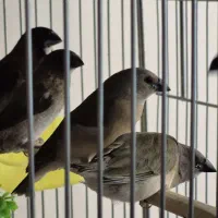 فنچ بنگالی و گلدین