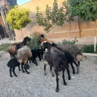 ۵راس میش بره دار داشتی جوان