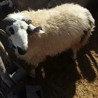 شیشک قوچ|حیوانات مزرعه|چاهک, |دیوار